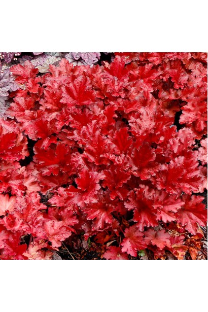 Гейхера гибридная Форевер Ред листьев